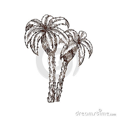 Arab Emirates travel attractions. Traditional Arabic palm trees with leaves. Vector Illustration