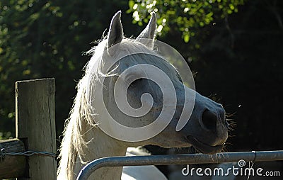 Arab horse Stock Photo