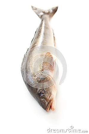 Arabesque greenling, okhotsk atka mackerel, hokke Stock Photo