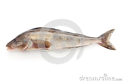 Arabesque greenling, okhotsk atka mackerel, hokke Stock Photo