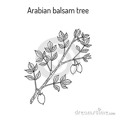 Arabian balsam tree Commiphora gileadensis Vector Illustration