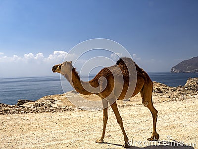 Arabian camel, Camelus dromedarius, on the beautiful coast of southern Oman Stock Photo
