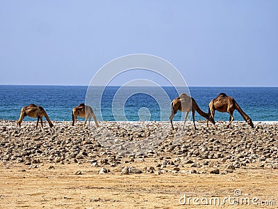 Arabian camel, Camelus dromedarius, on the coast of a large bay. Oman Stock Photo
