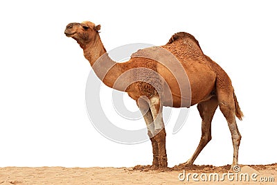 Arabian Camel isolated Stock Photo