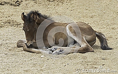 Arabian Colt Lying Down Napping in a Sandy Arena Stock Photo