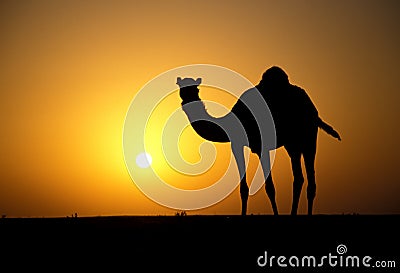 Arabian or Dromedary camel, Camelus dromedarius Stock Photo
