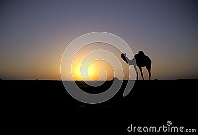 Arabian or Dromedary camel, Camelus dromedarius Stock Photo
