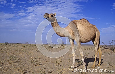 Arabian or Dromedary camel, Camelus dromedarius Stock Photo