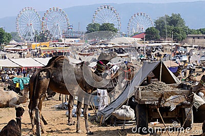 Arabian dromedary camels at famous camel fair holiday in sacred hindu town Pushkar,Thar desert,India Editorial Stock Photo