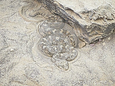 Arabian Horned Viper Coiled in the Sand Stock Photo