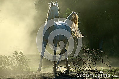 Arabian horse Stock Photo