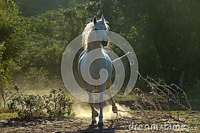 Arabian Horse Stock Photo