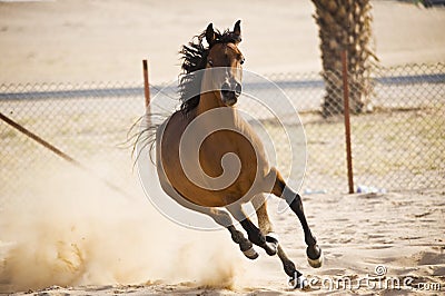 Arabian Horse Stock Photo