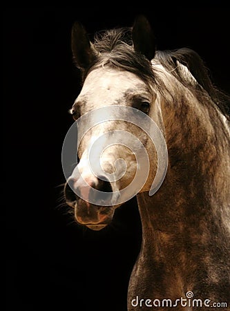Arabian horse Stock Photo