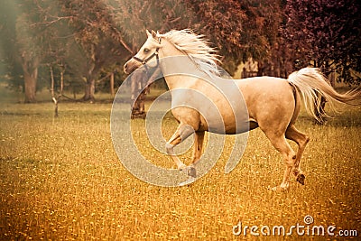 Arabian horse Stock Photo