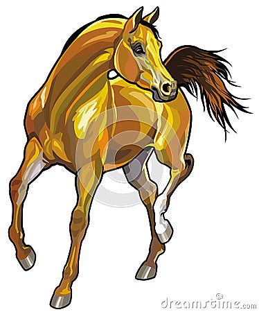 Arabian horse Vector Illustration