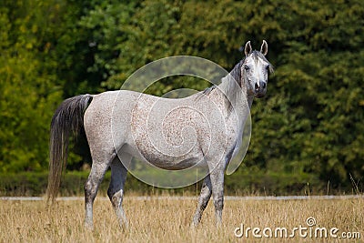 Arabian horse Stock Photo