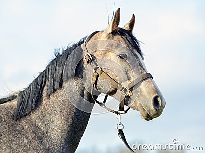 Arabian Horse Gray stallion with halter in sky background Stock Photo