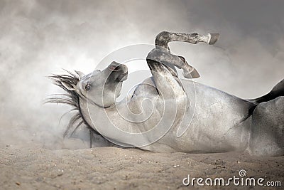 Arabian horse roll back Stock Photo