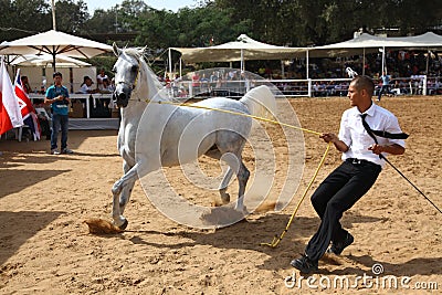 Arabian horse show and championship Editorial Stock Photo