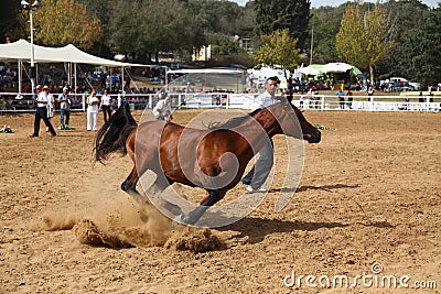 Arabian horse show and championship Editorial Stock Photo