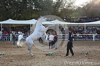 Arabian horse show and championship Editorial Stock Photo