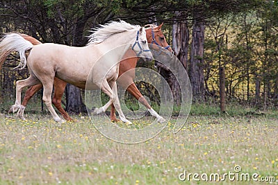 Arabian horses Stock Photo