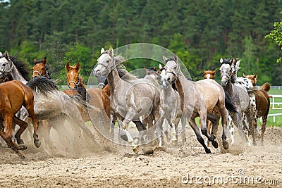 Arabian horses Stock Photo