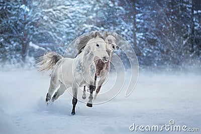 Arabian horses run Stock Photo