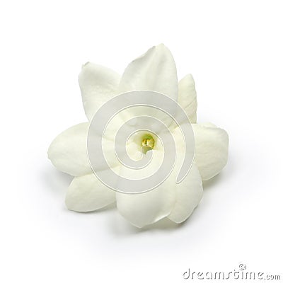 Arabian jasmine, jasmine tea flower Stock Photo