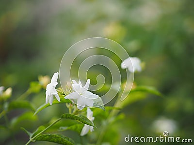 Arabian jasmine, Jasminum sambac, Oleaceae white flower cool fragrance blooming in garden on blurred nature background, Motherâ€™s Stock Photo