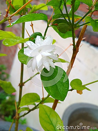 Arabian Jasmine(Mogra Flower) Stock Photo