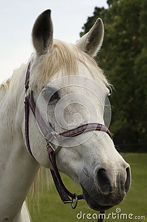 Arabian Mare Portrait Stock Photo