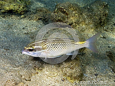 Arabian monocle bream fish Stock Photo