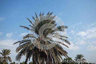 The arabian palm tree Stock Photo