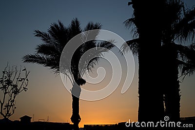 Arabian palm tree silhouette during sunset Stock Photo