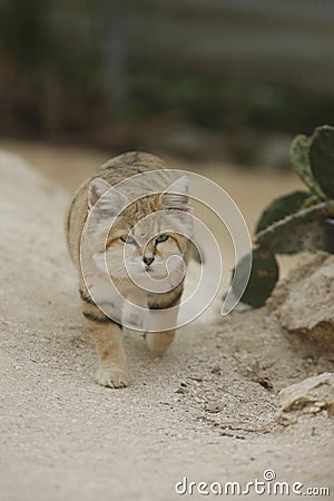 Arabian sand cat, Felis margarita harrisoni Stock Photo