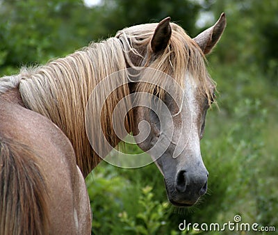 Arabian Yearling colt Stock Photo