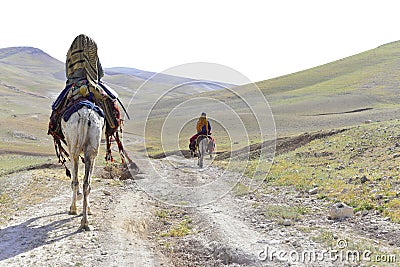 Arabians beduins riding a white camel and donkey in the Israeli desert Editorial Stock Photo