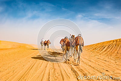 Arabic camels guided by Bedouins in desert of Abu Dhabi, U.A.E. Guided dromedaries by Bedouin men Stock Photo