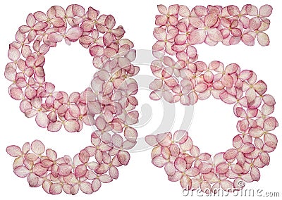 Arabic numeral 95, ninety five, from flowers of hydrangea, isolated on white background Stock Photo