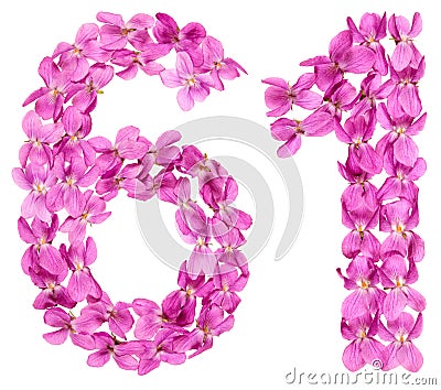 Arabic numeral 61, sixty one, from flowers of viola, isolated on Stock Photo