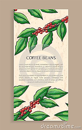 Arabic Plant, Coffee Beans, Java Plant Vector Vector Illustration