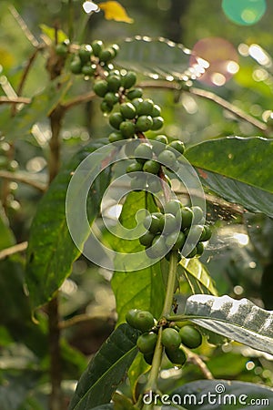 Arabica coffee beans. Coffea arabica green coffee beans on the tree. Toraja Arabica stock photography Cherry bean on the Coffee Stock Photo