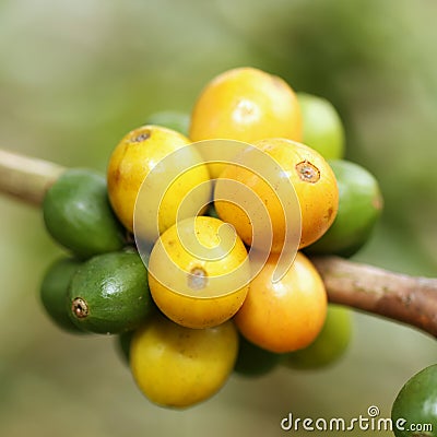 Arabica coffee beans Stock Photo