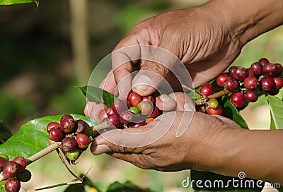 Arabica coffee berries on hands Stock Photo