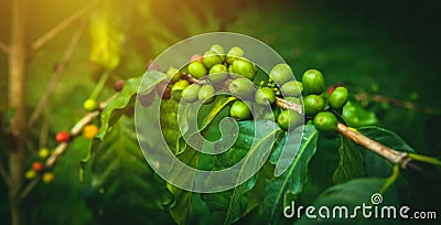 Arabica or robusta fresh organic coffee beans on a branch growing on the plantation farm Bali, Ubud. Soft focus on green berries Stock Photo