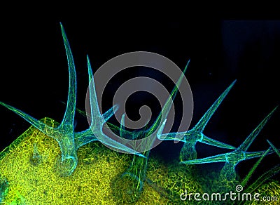 Trichomes of Arabidopsis thaliana Stock Photo