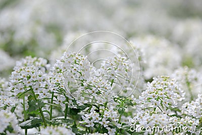 Arabis alpina, mountain rockcress or alpine rock cress. White arabis caucasica flowers growing in the forest. Stock Photo