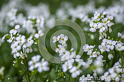 Arabis caucasica arabis mountain rock cress springtime flowering plant, causacian rockcress flowers with white petals in bloom Stock Photo
